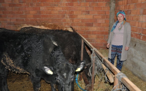 Simavlı genç kadın hibe düveleri ile kendi çiftliğini kurdu
 Kütahya Simav Genel_Haberler