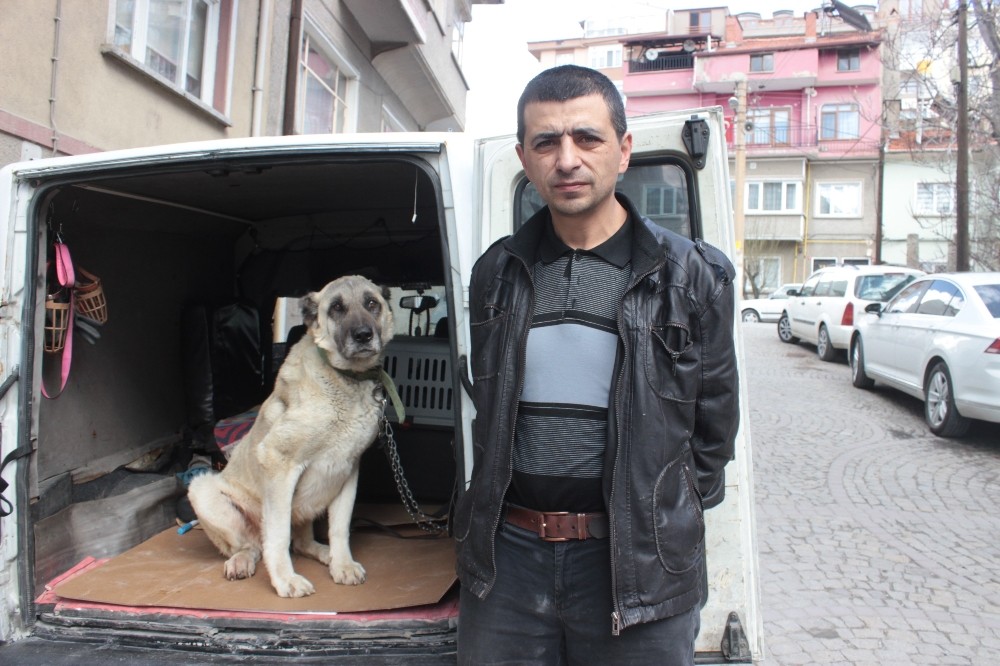Yaralı ve hasta köpek tedavi için Eskişehir’e gönderildi
 Kütahya Tavşanlı Genel_Haberler