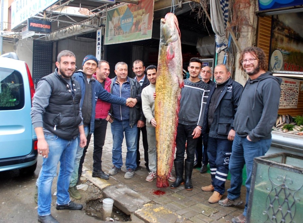 Manisa’da 80 kiloluk dev yayın balığı yakalandı
 Manisa Salihli Cevre_Haberleri