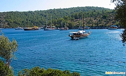 Milas eytan Yals